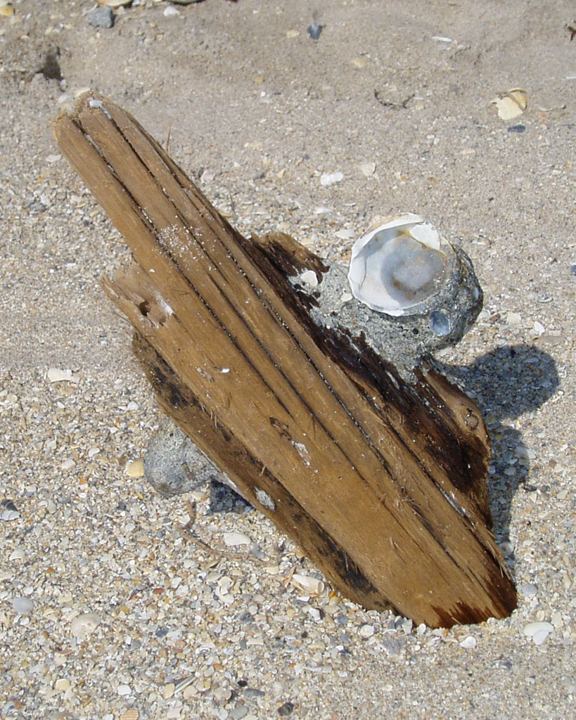 driftwood.jpg