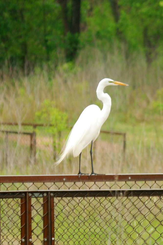 greeter_egret.jpg