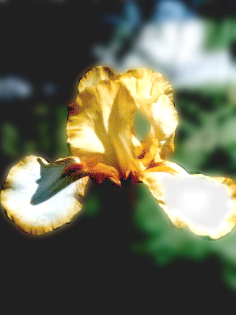 iris_yellow_10.jpg