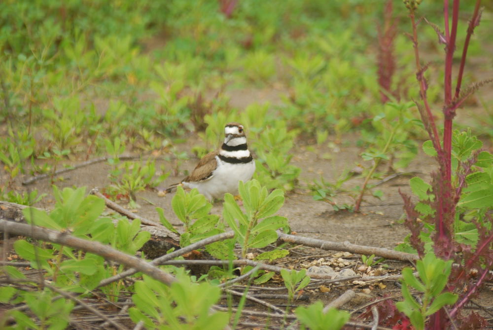 killdeer_static.jpg