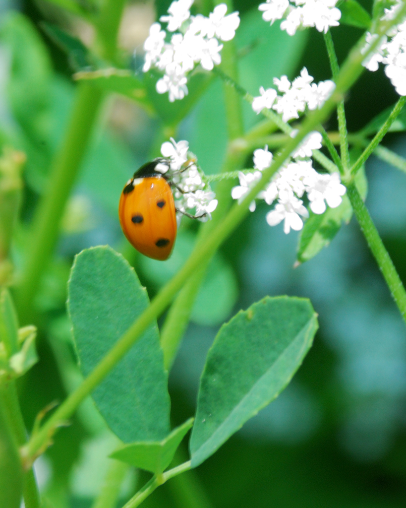 ladybird_beetle.jpg