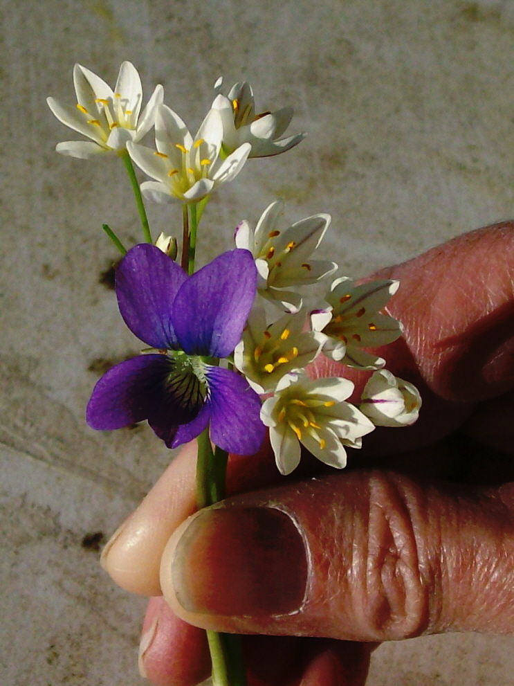 micro_bouquet.jpg