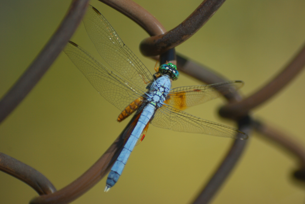 pond_hawk_dragonfly.jpg