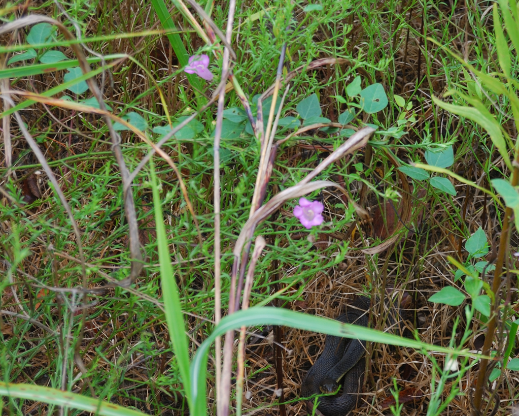 primrose_with_ratsnake.jpg