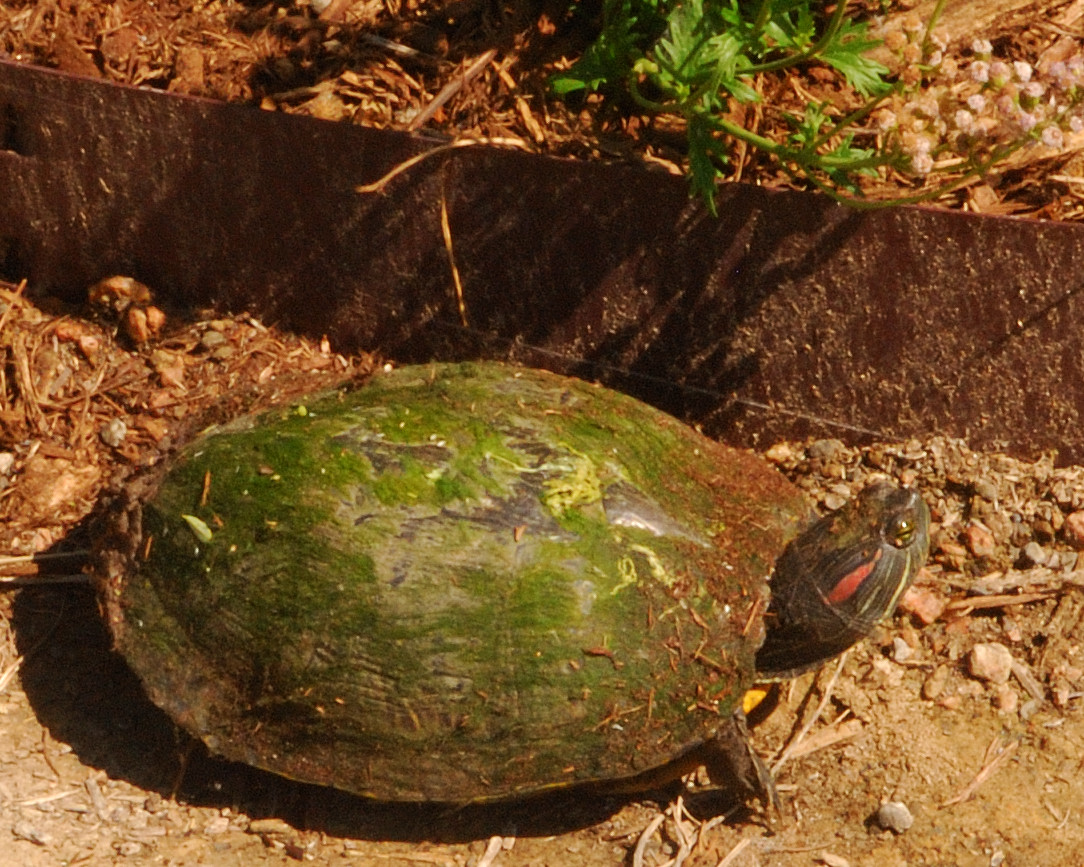 red_eared_slider.jpg