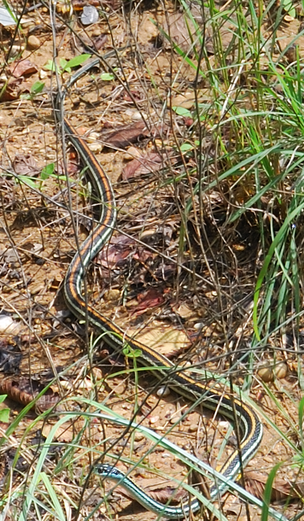 ribbon_snake.jpg