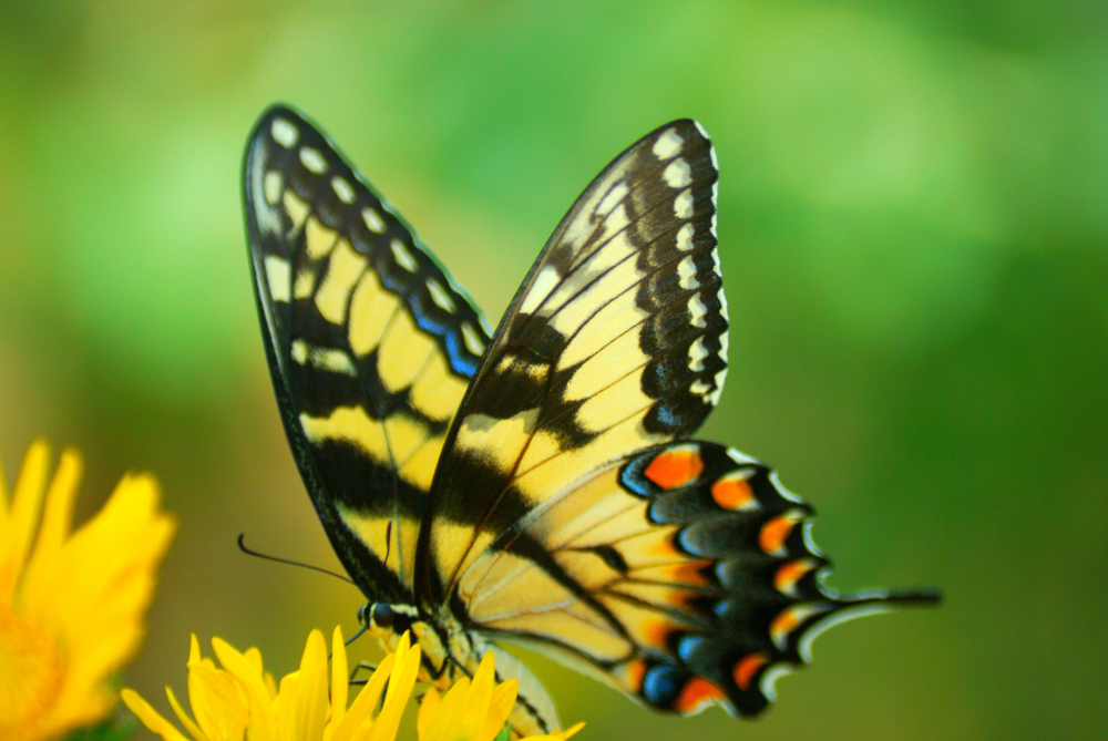 tiger_swallowtail_macro.jpg