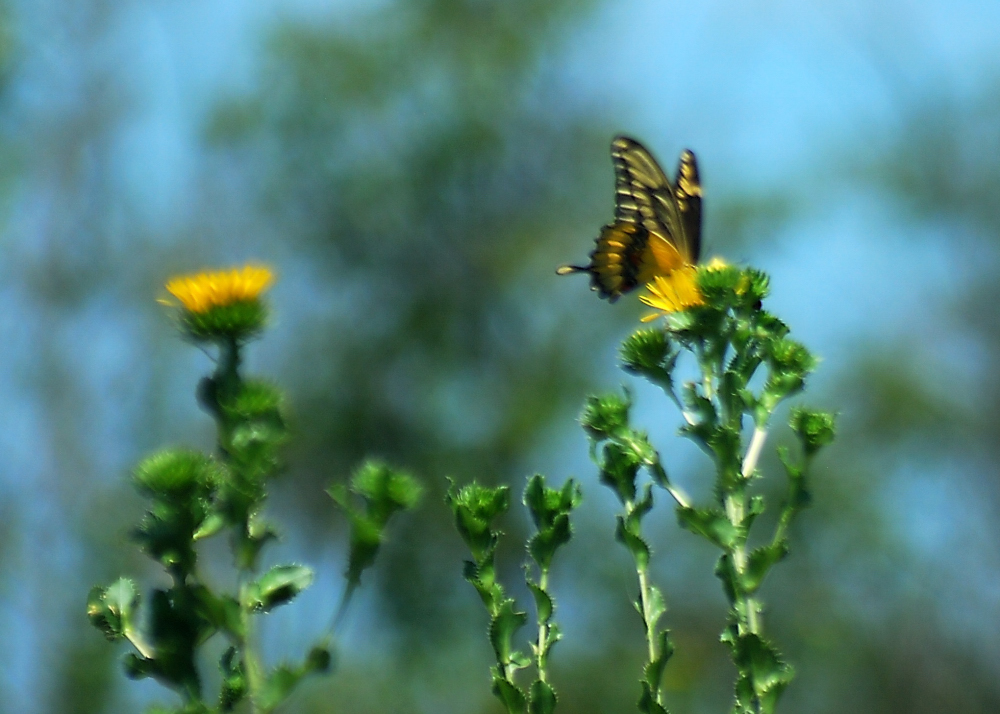 tiger_swallowtail_on_sawtooth_daisy.jpg