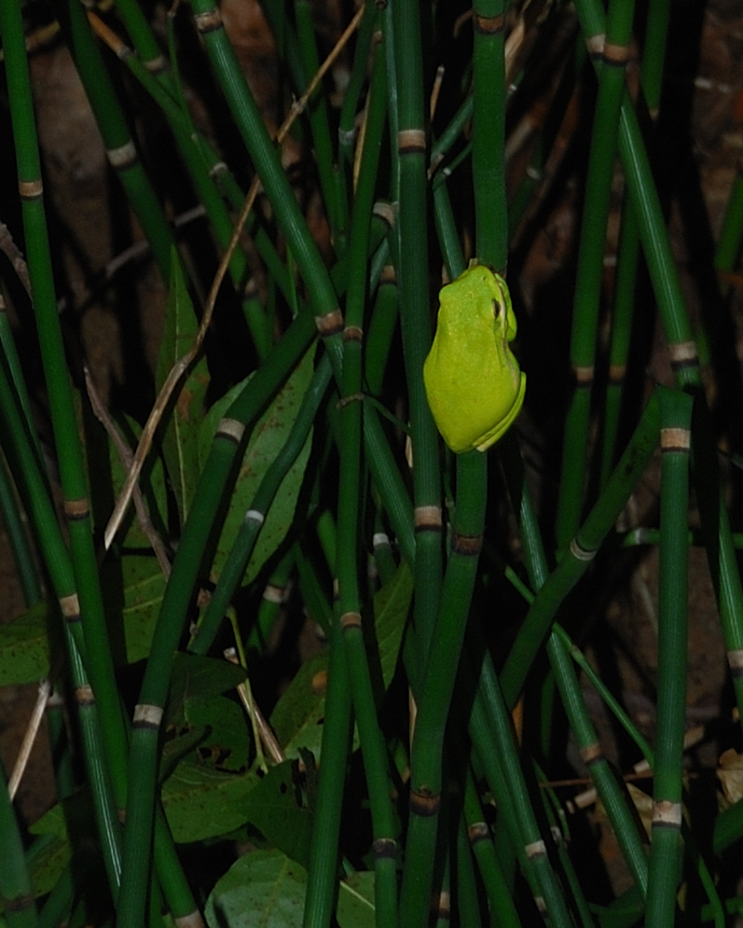 tree_frog_on_horsetails.jpg