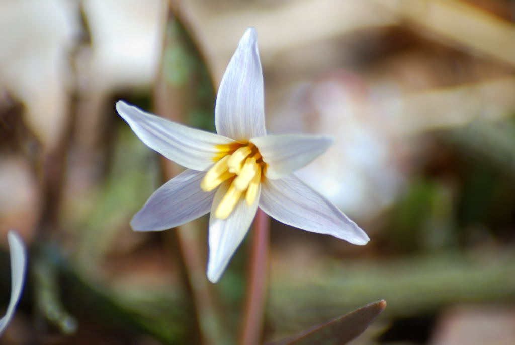 trout_lily_01_dsc_6386.jpg