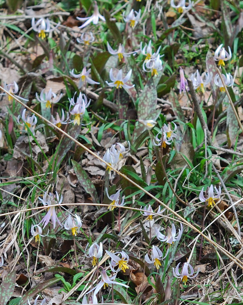 trout_lily_03_dsc_6416.jpg