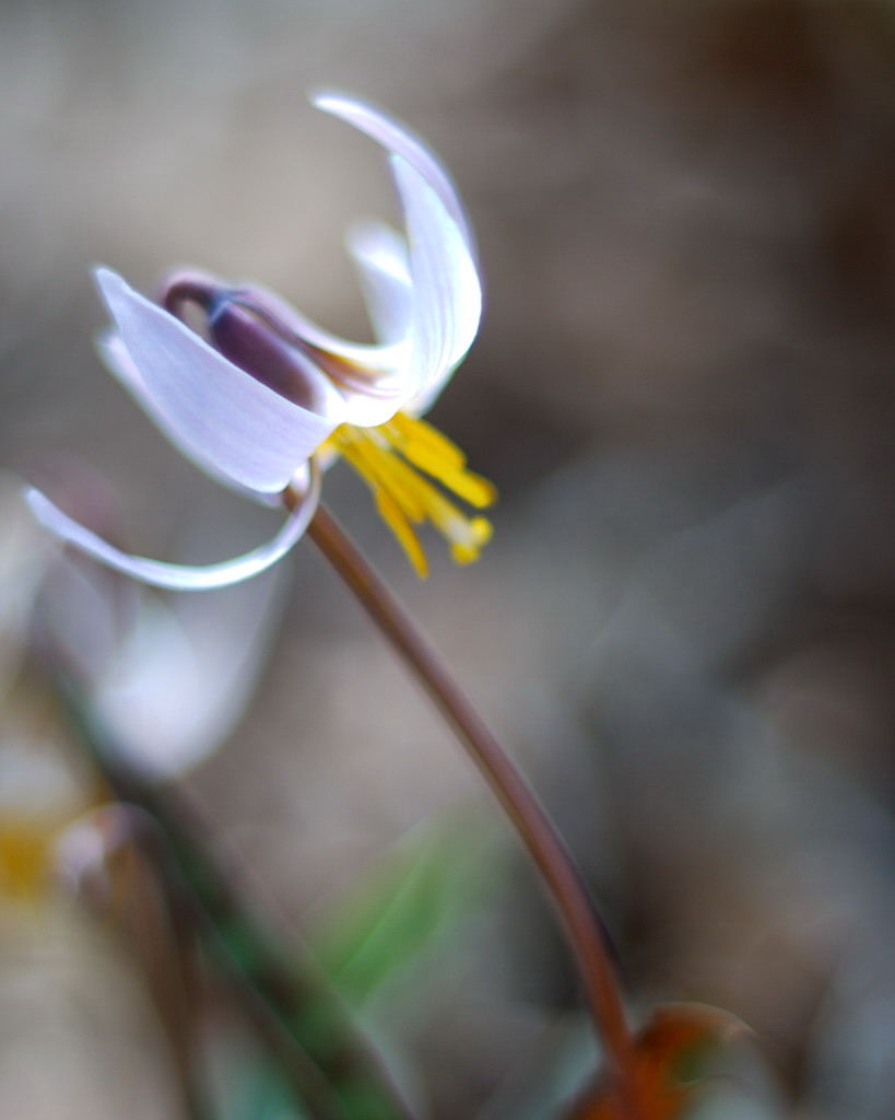 trout_lily_thumb.jpg